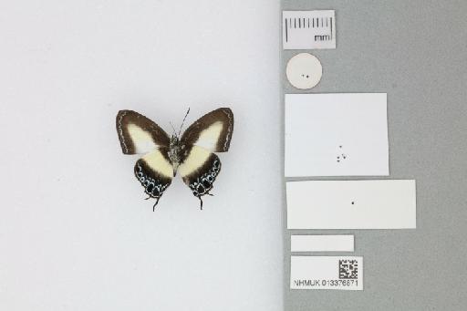 Hypolycaena danis jacobyi Tennent, 2016 - 013376871_Hypolycaena_danis_jacobyi_Tennent_2016_HT_1