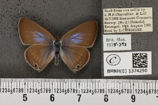 Lampides boeticus (Linnaeus, 1767) - BMNHE_1374290_167632