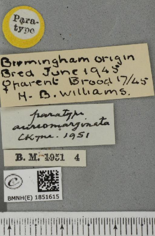 Abraxas grossulariata ab. aureomarginata Cockayne, 1951 - BMNHE_1851615_label_415022