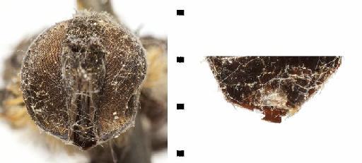 Ligyra flavosparsa (Bigot, 1892) - BMNH(E) #240581Hyperalonia flavosparsa - head and terminalia