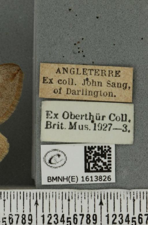 Scotopteryx luridata plumbaria (Fabricius, 1775) - BMNHE_1613826_label_304467