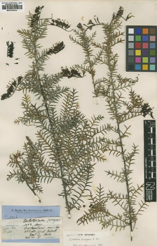 Grevillea pungens R.Br. - BM000895632