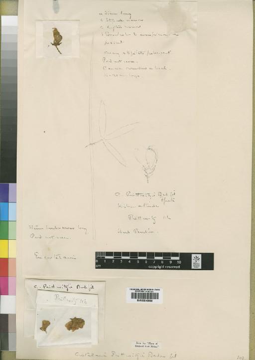 Crotalaria prittwitzii Baker f. - BM000843586