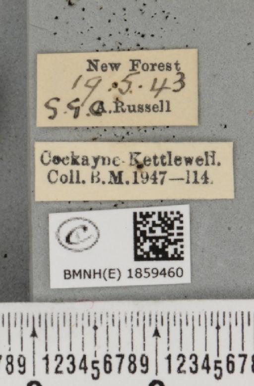 Pseudopanthera macularia ab. fuscaria Staudinger, 1871 - BMNHE_1859460_label_430054