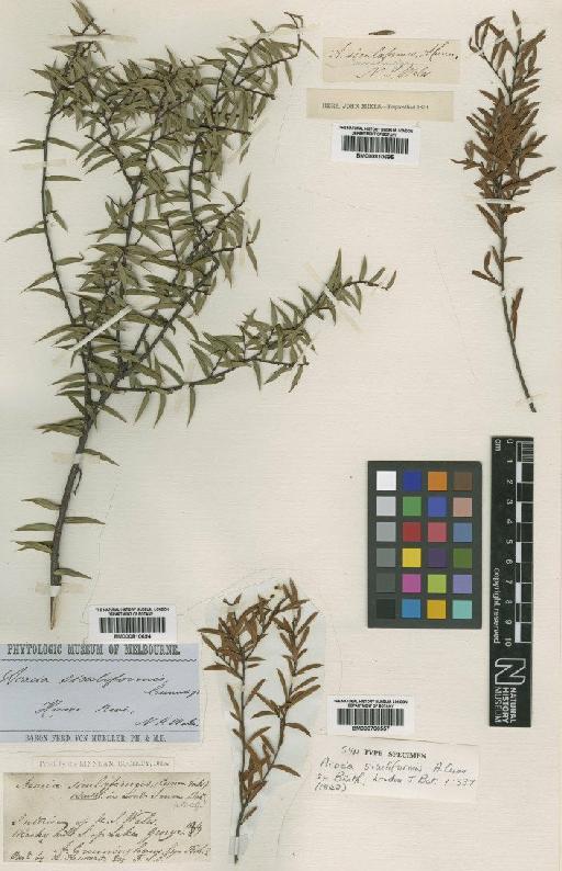Acacia siculiformis A.Cunn. ex Benth. - BM000810695