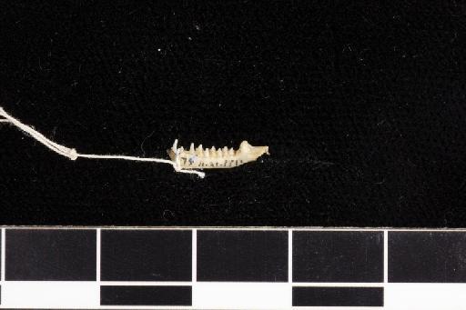 Rhinolophus monticola Andersen, 1905 - 1879_11_21_151-Rhinolophus_monticola-Holotype-Skull-mandibles-lateral