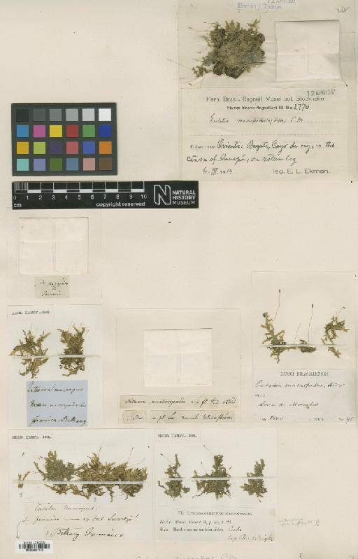 Entodon macropodus (Hedw.) Müll.Hal. - BM000961442_a