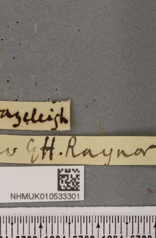 Charanyca trigrammica ab. convergens Wihan, 1917 - NHMUK_010533301_label_587385