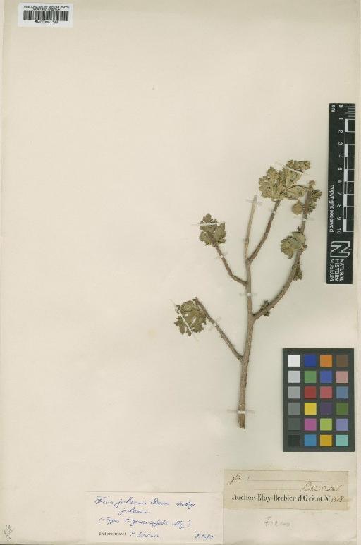 Ficus geraniifolia Miq. - BM000951722