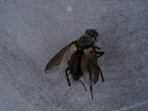 Eriothrix rufomaculata (De Geer, 1776) - 014444829_5