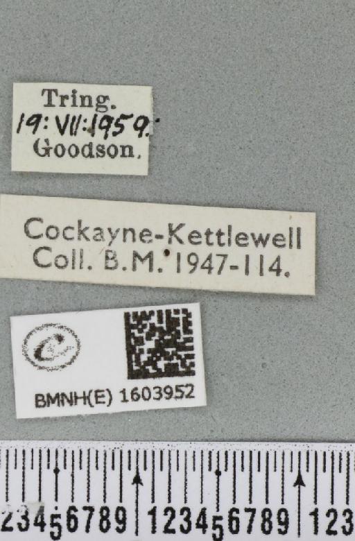 Xanthorhoe ferrugata (Clerck, 1759) - BMNHE_1603952_label_311031