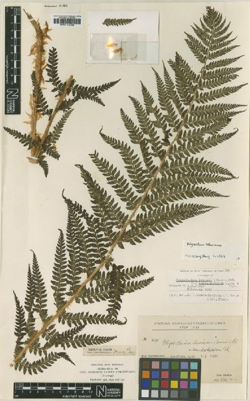 Polystichum microchlamys (Christ) Matsum. - BM001048692