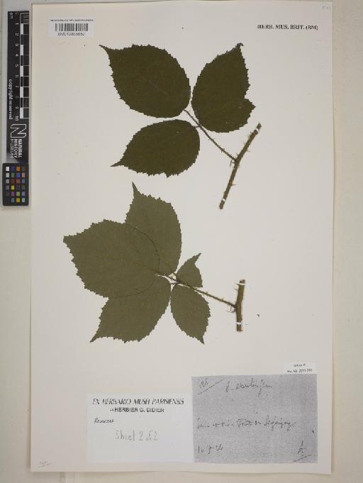 Rubus L. - BM013865859
