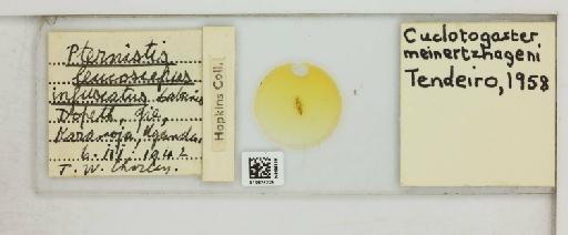 Cuclotogaster meinertzhageni Tendeiro, 1958 - 010674325_816422_1428960