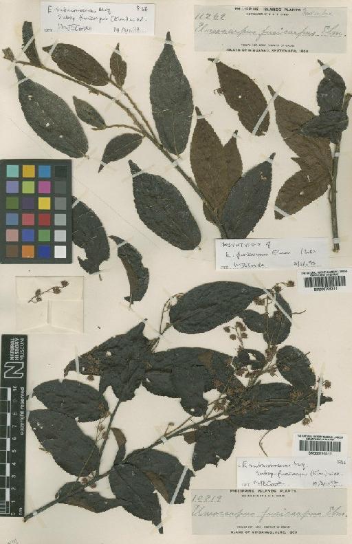 Elaeocarpus submonoceras subsp. fusicarpus (Elmer) Coode - BM000795312