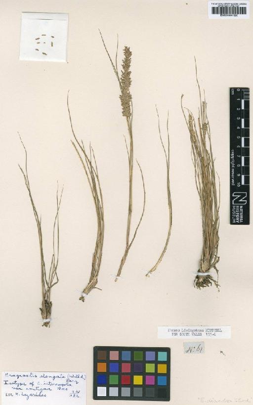 Eragrostis elongata (Willd.) J.Jacq. - BM000991620