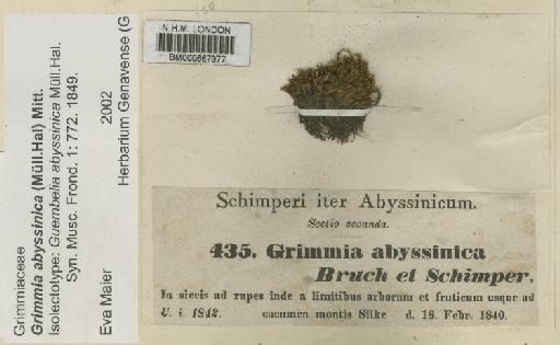 Grimmia abyssinica (Müll.Hal.) Mitt. - BM000667977