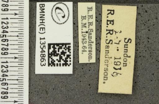 Thymelicus sylvestris (Poda, 1761) - BMNHE_1354863_label_159507
