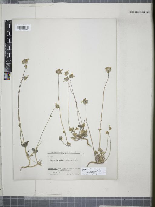 Nepeta bornmuelleri Hausskn. ex Bornm. - 014608636