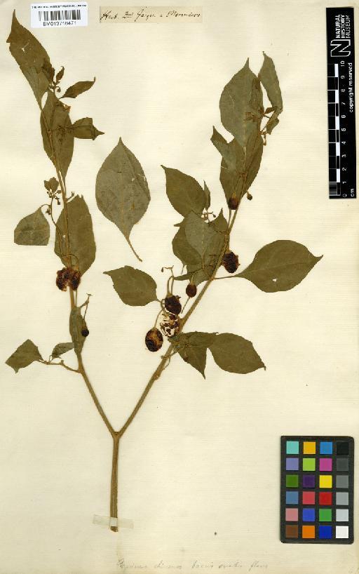 Capsicum frutescens L. - BM013718471