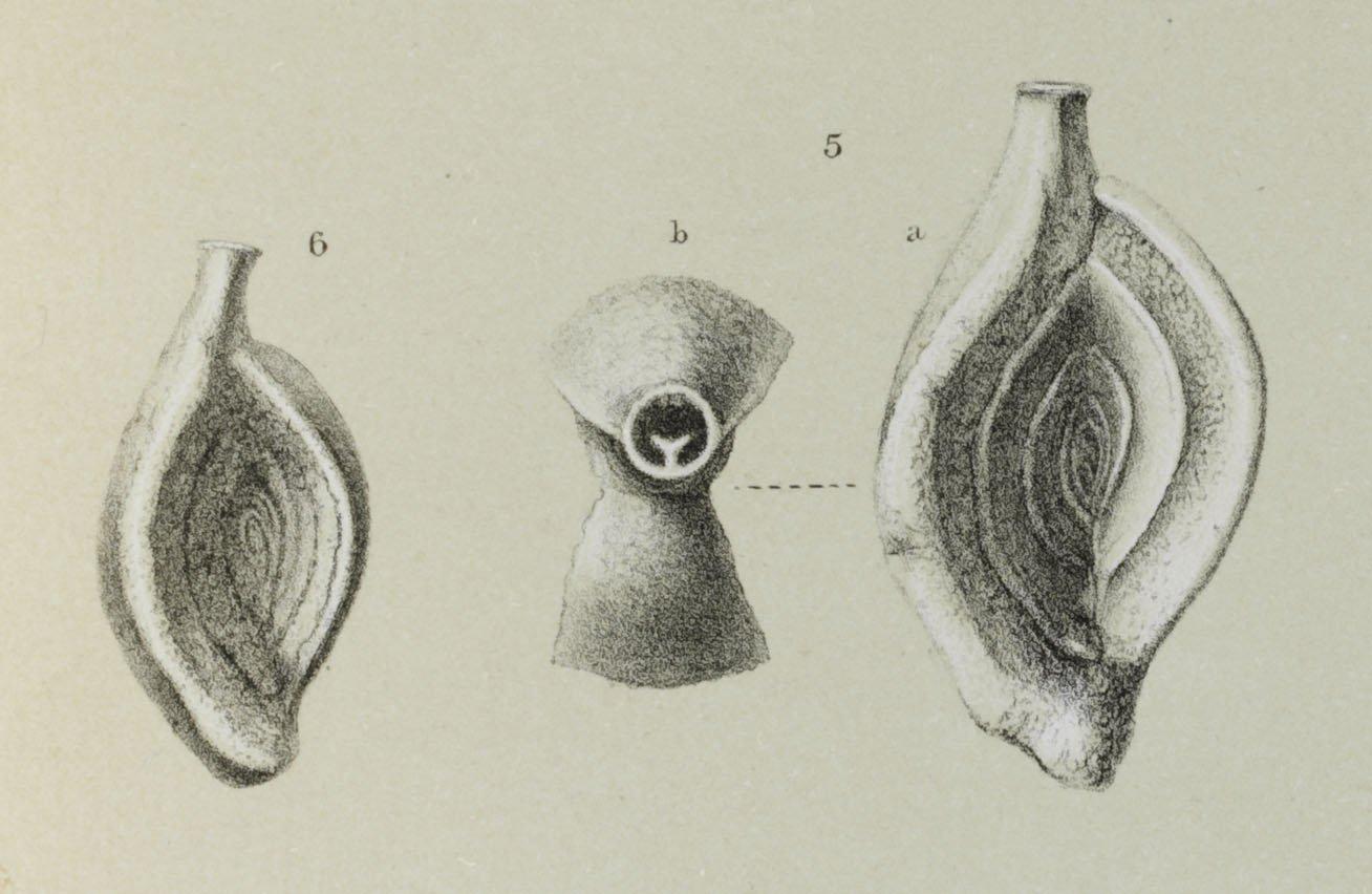 To NHMUK collection (Spiroloculina excavata Orbigny, 1846; NHMUK:ecatalogue:3093233)