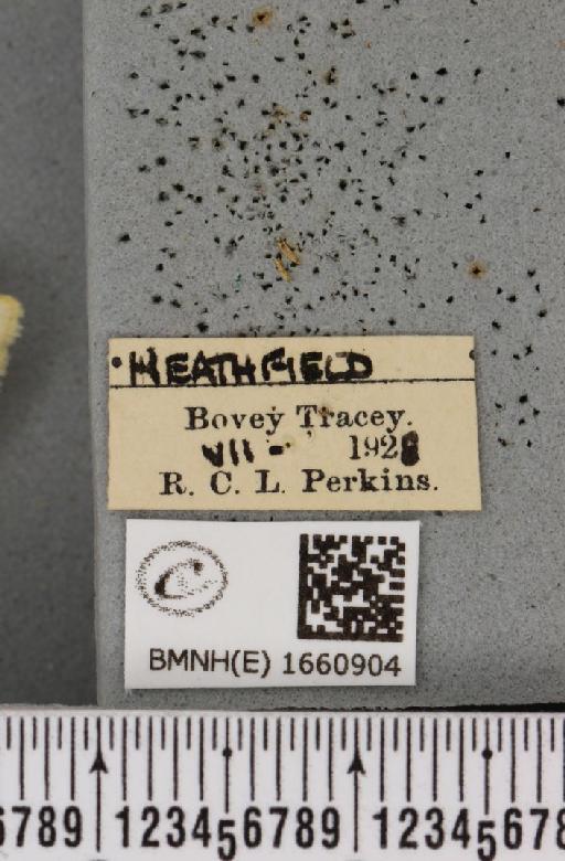 Cybosia mesomella (Linnaeus, 1758) - BMNHE_1660904_label_284587