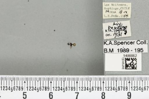 Liriomyza peullae Malloch, 1934 - BMNHE_1486682_50815