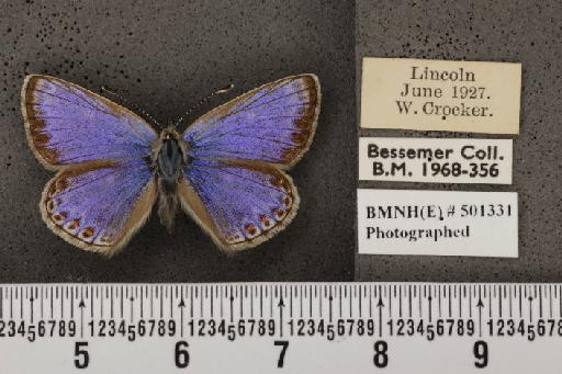 Polyommatus icarus icarus ab. anticoelunata-supracaerulea Verity, 1943 - BMNHE_501331_147662