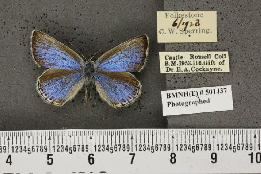 Lysandra bellargus ab. pallida Austin, 1890 - BMNHE_501437_181619