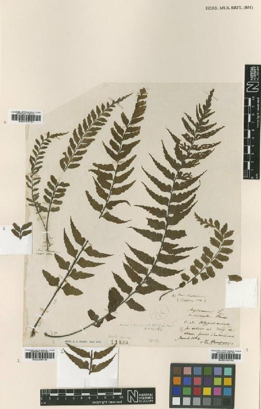 Asplenium auritum Sw. - BM001045165