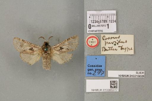 Cossidae Leach, 1815 - 013385517_D_Cossus_pavidus_Butler_1882