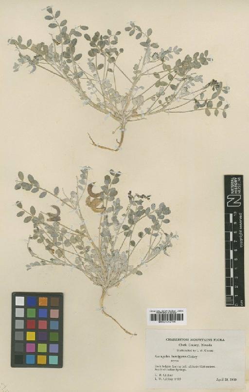 Astragalus mohavensis var. hemigyrus (Clokey) Barneby - BM001042706