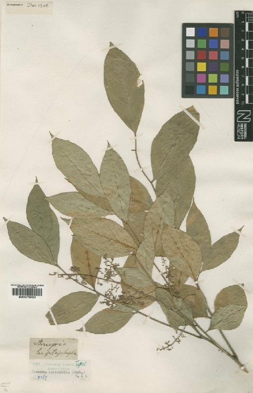 Clausena heptaphylla (Roxb.) Wight & Arn. - BM000798404