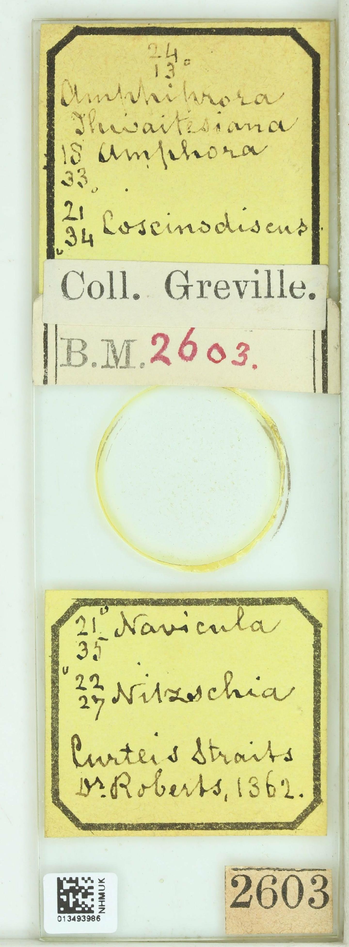 To NHMUK collection (Amphiprora thwaitesiana Grev.; Holotype; NHMUK:ecatalogue:4737637)