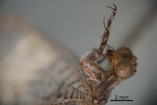 Creoleon mortifer Walker - BMNHE_1201742-Creleon_mortifer-holotype-lateral_head_foreleg-1_6x