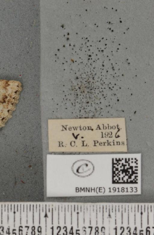 Ectropis crepuscularia (Denis & Schiffermüller, 1775) - BMNHE_1918133_label_481814