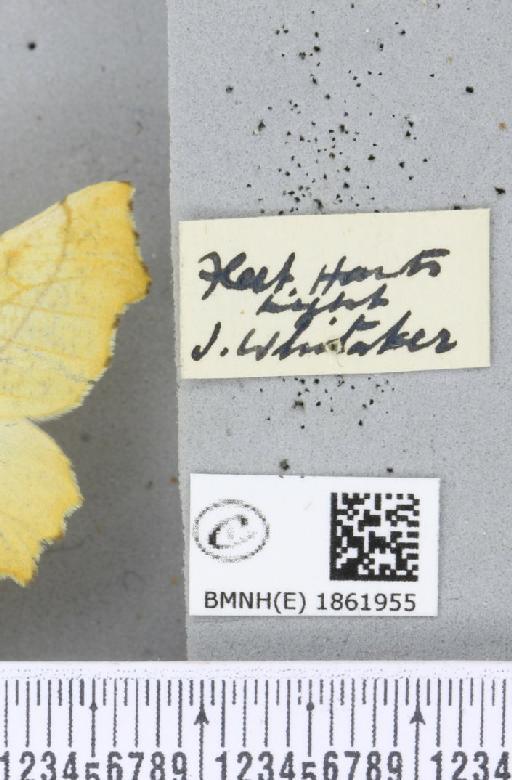 Ennomos alniaria (Linnaeus, 1758) - BMNHE_1861955_a_label_442830