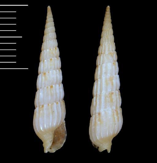 Terebra conspersa Hinds, 1844 - 1938231/2