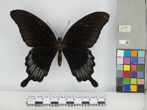 Lepidoptera Linnaeus, 1758 - 010290467_01