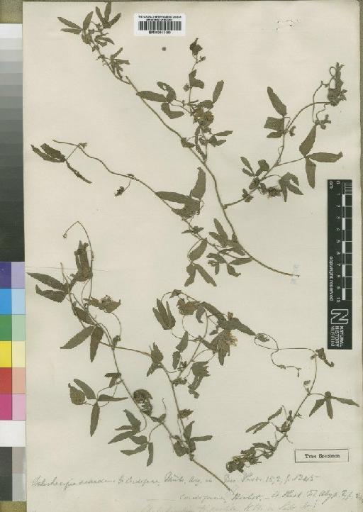 Dalechampia scandens var. cordofana (Hochst. ex Webb) Müll.Arg. - BM000911180