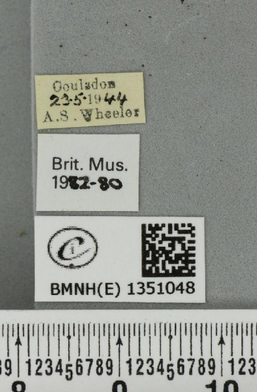 Korscheltellus lupulina (Linnaeus, 1758) - BMNHE_1351048_label_186309