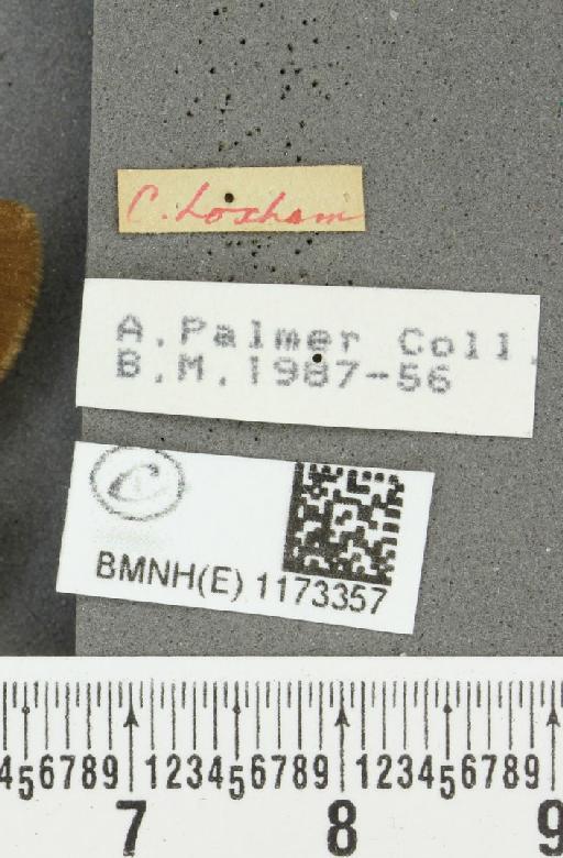 Erebia epiphron (Knoch, 1783) - BMNHE_1173357_label_29549