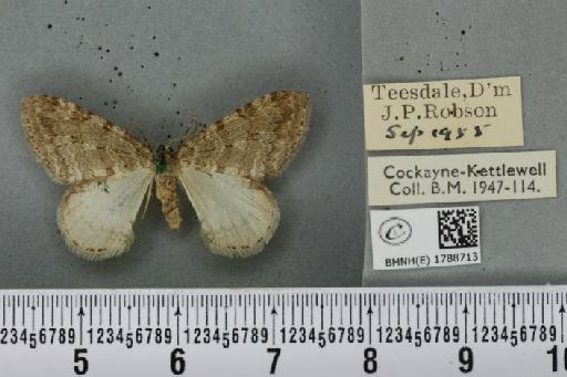 Epirrita christyi ab. oblita Allen, 1906 - BMNHE_1788713_360566