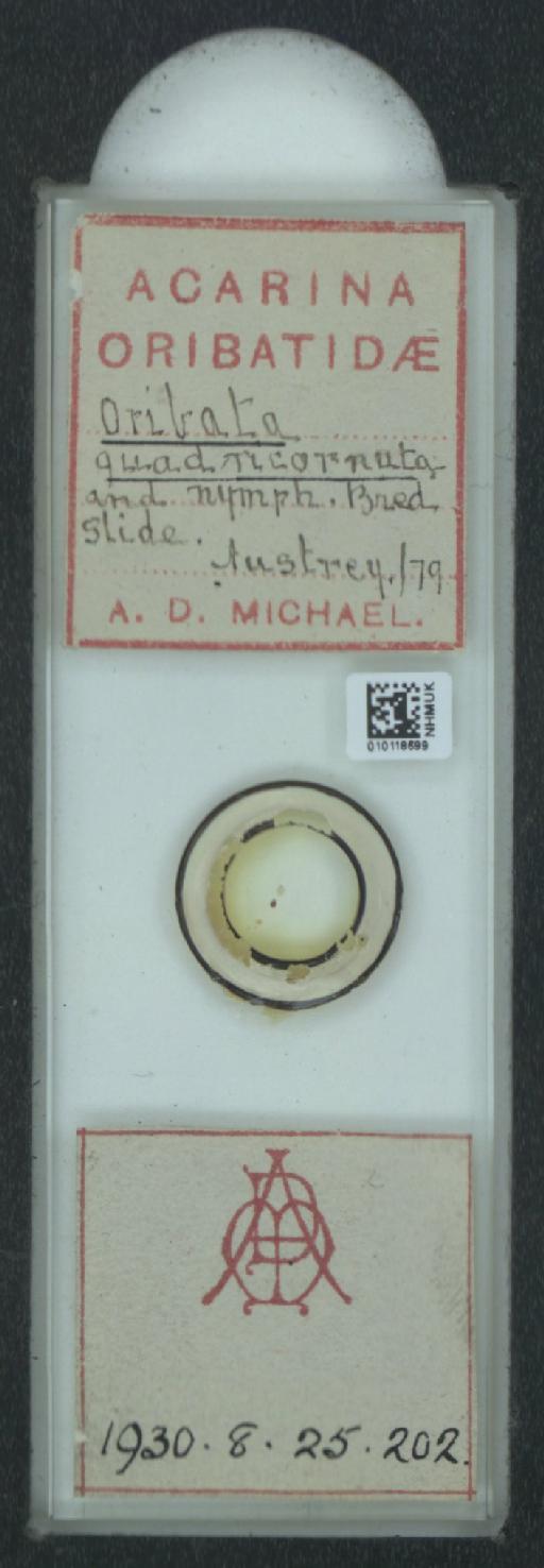 Oribata quadricornuta A.D. Michael, 1880 - 010118699_128147_1585906