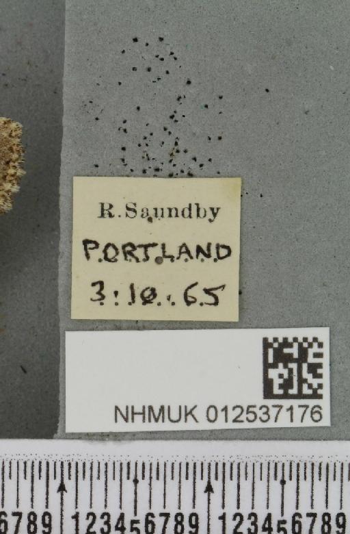 Polymixis lichenea (Hübner, 1813) - NHMUK_012537176_label_646304