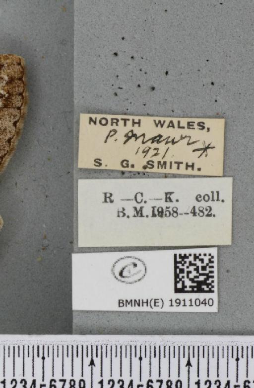 Alcis repandata repandata (Linnaeus, 1758) - BMNHE_1911040_label_478211