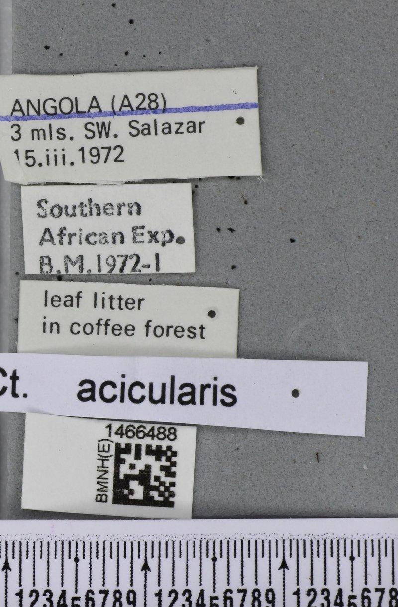 Ceratitis acicularis