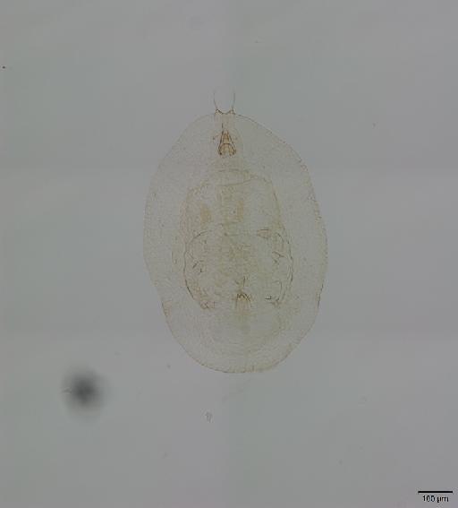 Aleyrodoidea - SSA2_Spain_Cotton_G22bo1_1_hab