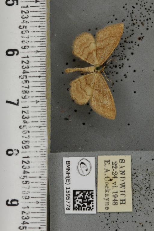 Idaea ochrata (Scopoli, 1763) - BMNHE_1595778_260979