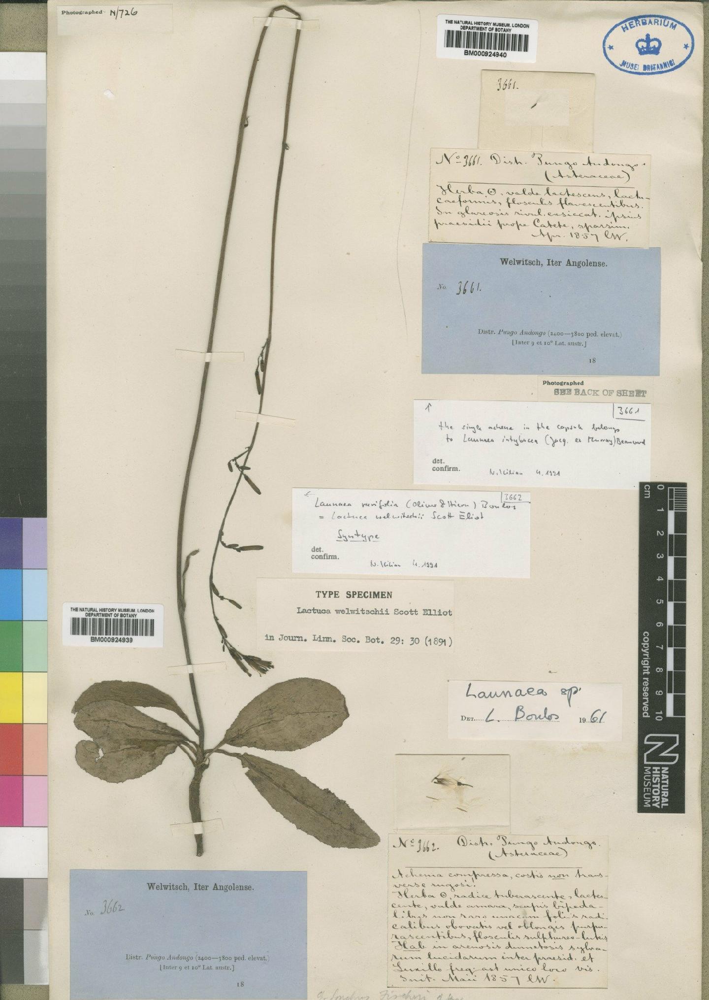 To NHMUK collection (Launaea rarifolia (Oliv. & Hiern) Boulos; Syntype; NHMUK:ecatalogue:4553842)